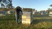 Beekeepers grapple with abandoning Varroa mite eradication strategy
