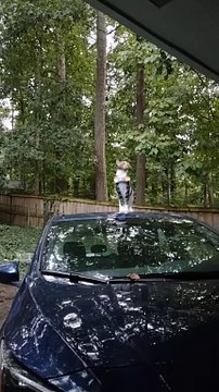 Un chat s'essaye aux acrobaties