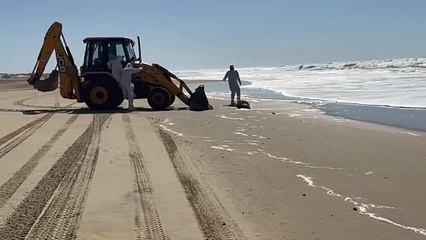 Mamíferos marinhos encontrados mortos no sul do Brasil