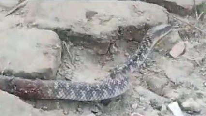 मधेपुरा: सफाई के दौरान मजदूर को जहरीले सर्प ने काटा, मौके पर हुआ बेहोश