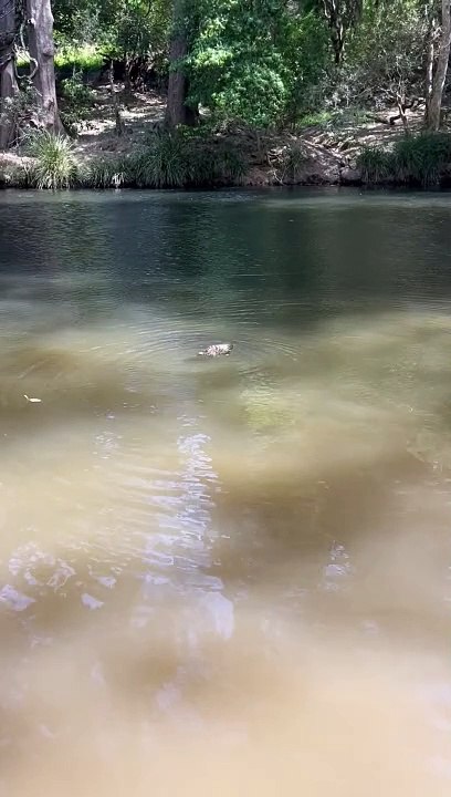 Swimming Echidna