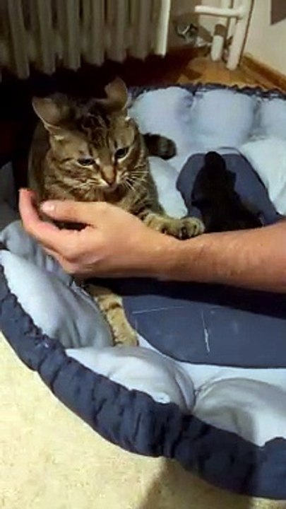 Jealous Cat Swats At Hands