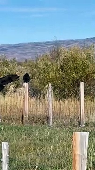 Ailes sacrées