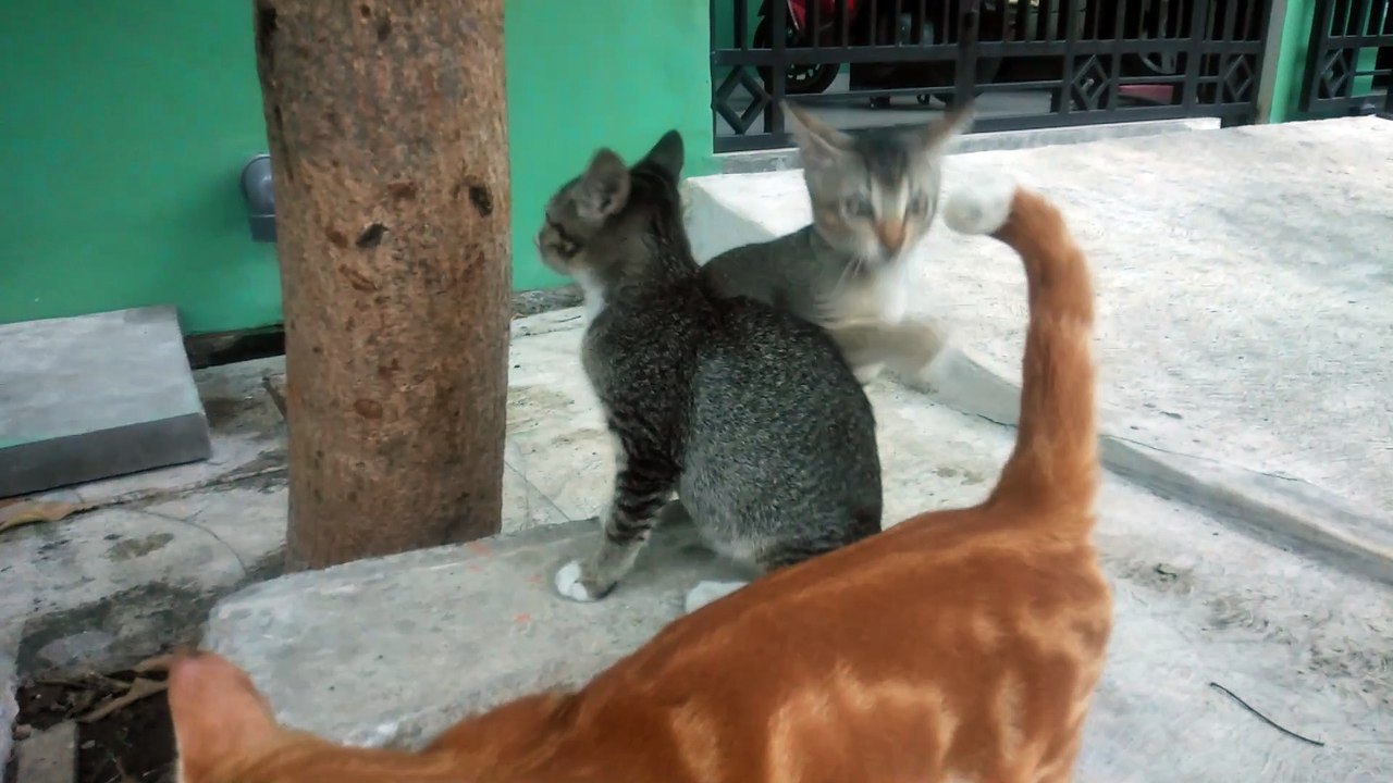 A suffering kitten is playing with its sibling