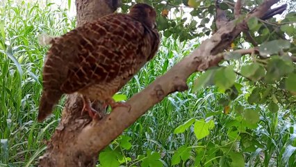 jungli teetar wild awaz