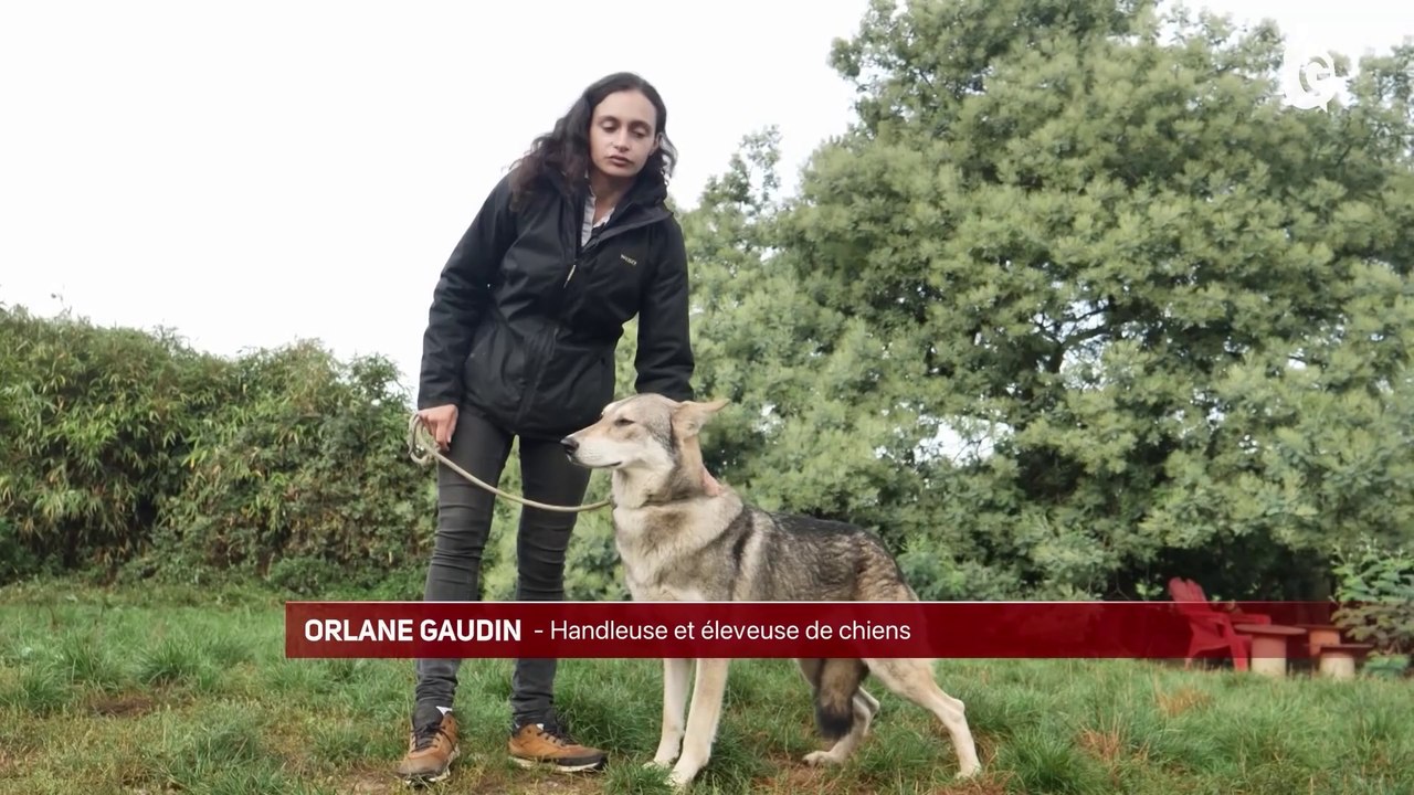 JT DES TERRITOIRES - 21/10/23 - NÎMES - LAVANDE - CHIENS LOUPS - MONT BLANC