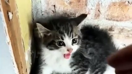 When kittens are bullied