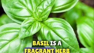 Basil a herb with heakth and flavor