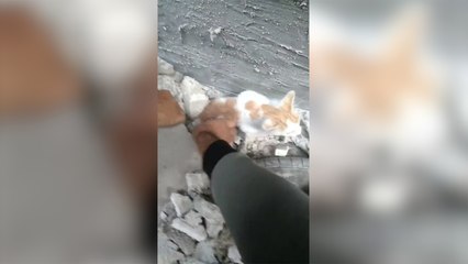 Download Video: Gazze'de İsrail bombardımanı sonucu enkaz altında kalan bir kedi kurtarıldı