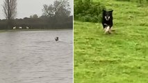 Watch: Clever sheepdog saves ewes stranded on Welsh farm as Storm Babet floods UK