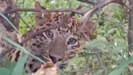 धार: शहर में तेंदुए की आमद से दहशत का माहौल, वन विभाग अमला हुआ अलर्ट