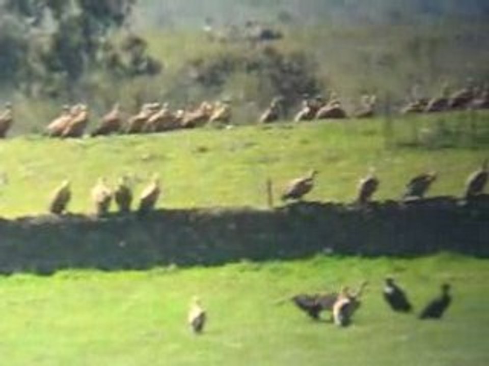 Gänsegeier