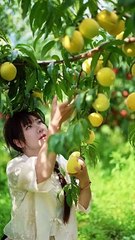 Beautiful Nature with Rural Life (P137) - Harvest beautiful and sweet yellow peaches