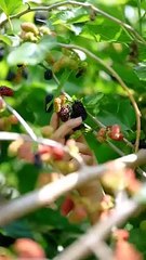 Beautiful Nature with Rural Life (P139) - Harvest mulberries, cherries, loquats and plums #rurallife(720p)