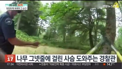 [지구촌톡톡] 곤경에 처한 사슴을 구해준 건…나무꾼? 아니 경찰관! 外