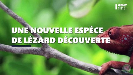 Une nouvelle espèce de "lézard dragon" découverte au Laos est passée maître dans l'art du camouflage