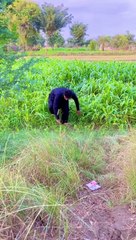 Market Main Naya Peer Baba A Gaya#foryou #viral #funny