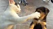 Cat And Dog Fight | Cat And Dog Funny Moments | Animals Funny Moments | Cute Pets | Satisfying Videos #animal #cats #satisfyingvideos #catshorts #dog #doglover #cutepuppies