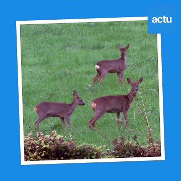 De beaux chevreuils près de Neufchâtel-en-Bray
