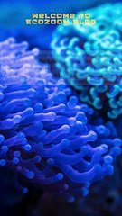 Welcome to Ecozoom Blog