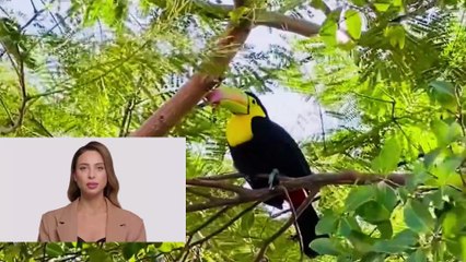 Taman Burung Kuala Lumpur: Where Nature Takes Flight.