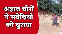 कानपुर देहात: अज्ञात चोरों ने मवेशियों को किया पार, चोरों की तलाश में जुटी पुलिस