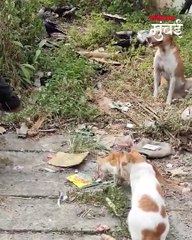 अँटॉप हिल येथील मैदानाची अवस्था पाहा, BMC चं लक्षच नाही