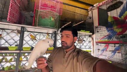 Sulphur Crested Cockatoo Lay Aya Mey