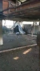 Dev anakondayı iple bağlayarak zap ettiler