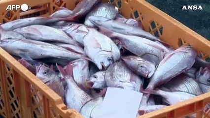 Fukushima, gli ispettori dell'Aiea controllano il pescato presso la centrale