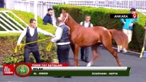 Yarış atı Özgünhan'ın yavrusu Eflah rekor fiyata satıldı