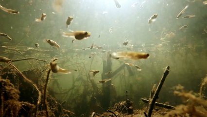 Relaxing Fish 10 | 1Hr