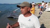 Appel aux dauphins morts échoués à Kuşadası