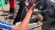 Monkeys Reacting to See Phone For The First Time! - Funniest Animals and Pets #2