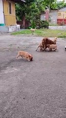 Playful Puppies Perturb Poor Kitty
