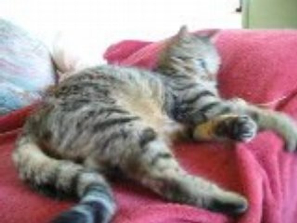 donald et la souris