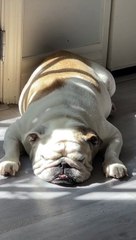 Aboiements somnolents du bouledogue anglais