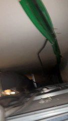 Cat Found Hiding Under the Roof