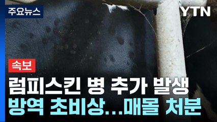 럼피스킨병 경기·충남 무더기 추가 발생...10곳으로 늘어나 / YTN
