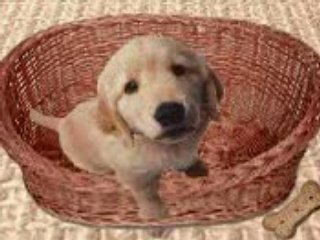 Le_chien_ki_parl de http://bounty12345.skyrock.com