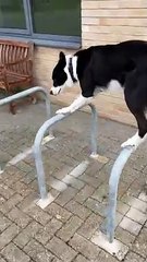 Simbas Mind-Blowing Parkour Move