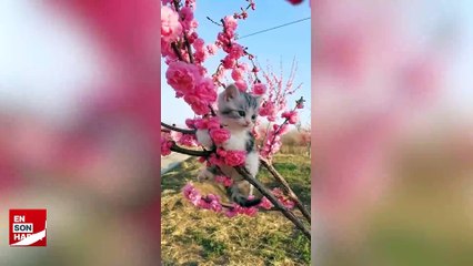 Çiçeklerin arasında mahsur kalan sevimli kedi
