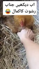 انسان تو انسان اب مرغیاں بھی رشوت لے رہی ہیں