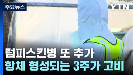 럼피스킨병 무더기 추가..."경각심 갖고 총력 대응" / YTN