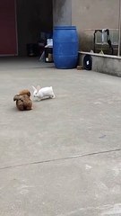 Dog And Rabbit Fun | Animals Funny Moments | Animals Satisfying Videos | Cute Pets | Funny Animals #animal #dogs #pets #rabbit #fun #love #cute #beautiful