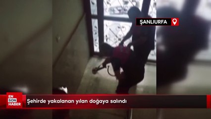 Şehirde yakalanan yılan doğaya salındı