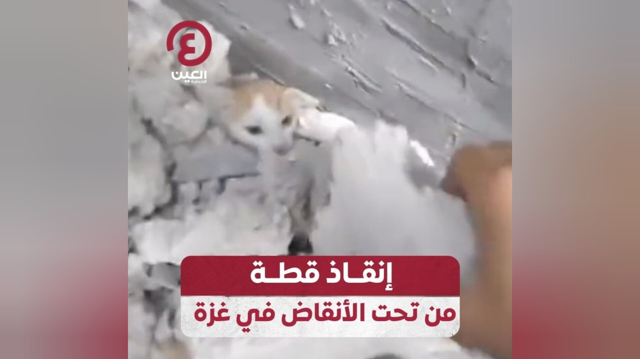 إنقاذ قطة من تحت الأنقاض في غزة