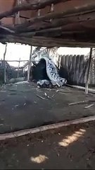 Un énorme serpent capturé en Inde