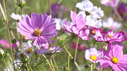 "나들이하기 딱 좋은 날씨"...활짝 핀 코스모스 '장관' / YTN