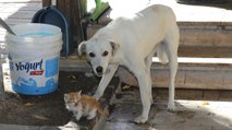 Bir köpek, kedi yavrusuna annelik yapıyor